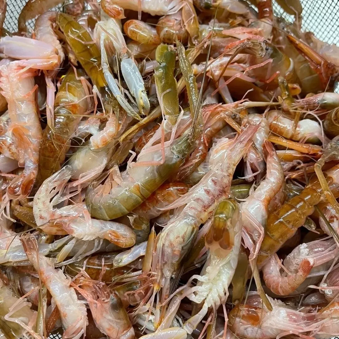 嘎巴虾夹板虾野生海捕【保鲜不保活】顺丰包邮3斤【省外加干冰发货】