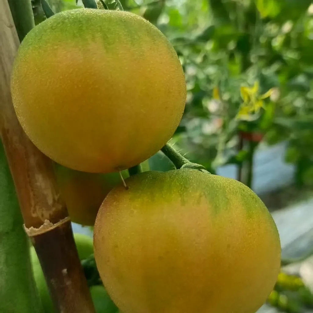 自然熟盐碱地西红柿新鲜采摘草莓番茄草莓柿子铁皮番茄