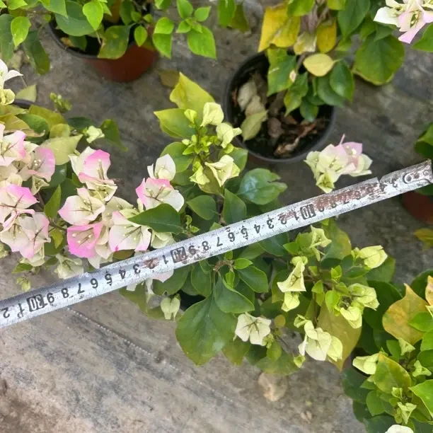 三角梅绿樱纯泥炭土基地直发