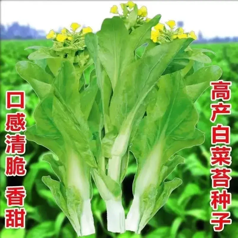 白菜苔种子阳台专用四季庭院种 植脆嫩可口蔬菜小白菜种子