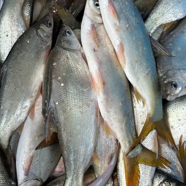 新鲜速冻海捕鲐鲅鱼深海冷水鱼肉质鲜美