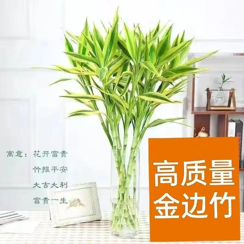 金边富贵竹办公室土养水养植物室内客厅净化空气花卉北欧绿植