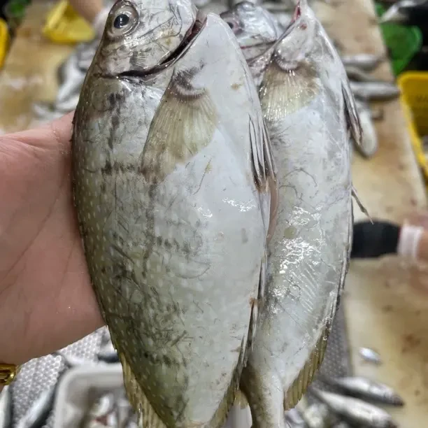 神泉港  泥猛鱼 5斤