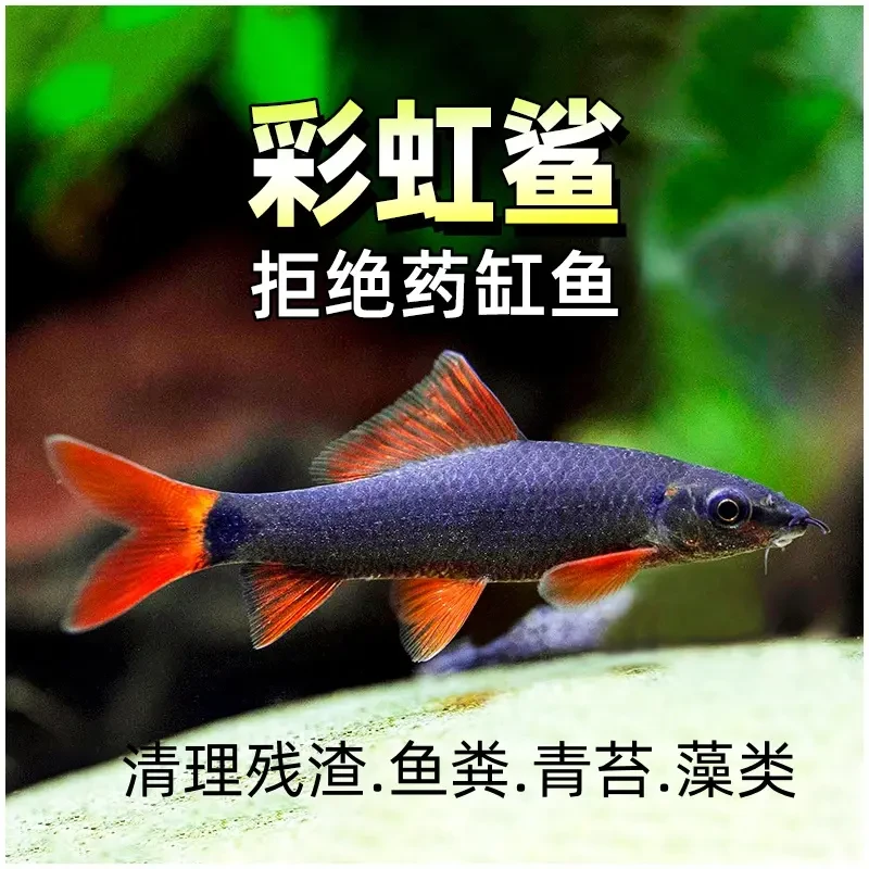 彩虹鲨工具鲨可混养清洁鱼工具鱼清道夫吃残渣吃垃圾小热带观赏鱼