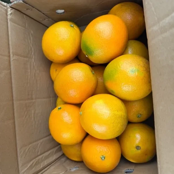 正宗赣南脐橙水嫩多汁精品中果