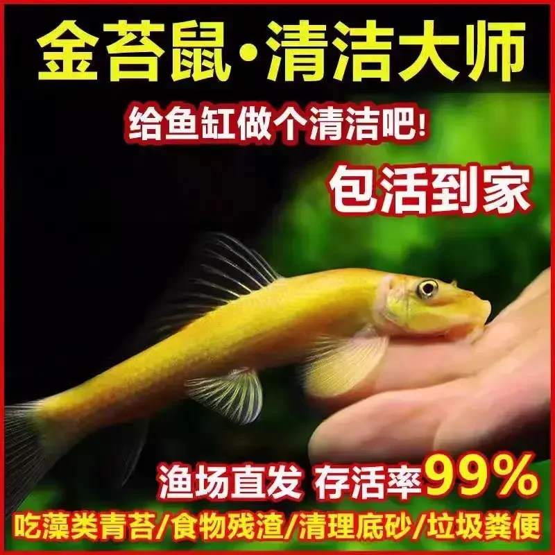 清苔鼠金苔鼠鱼小型热带观赏鱼清道夫鼠鱼缸除藻清洁工具小鱼耐活