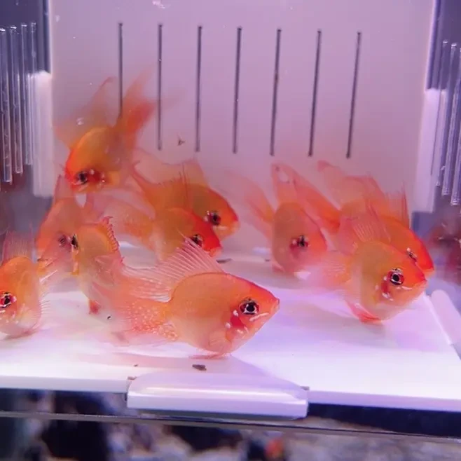 宝蓝球凤凰球鱼小型短鲷观赏鱼适合鱼缸饲养