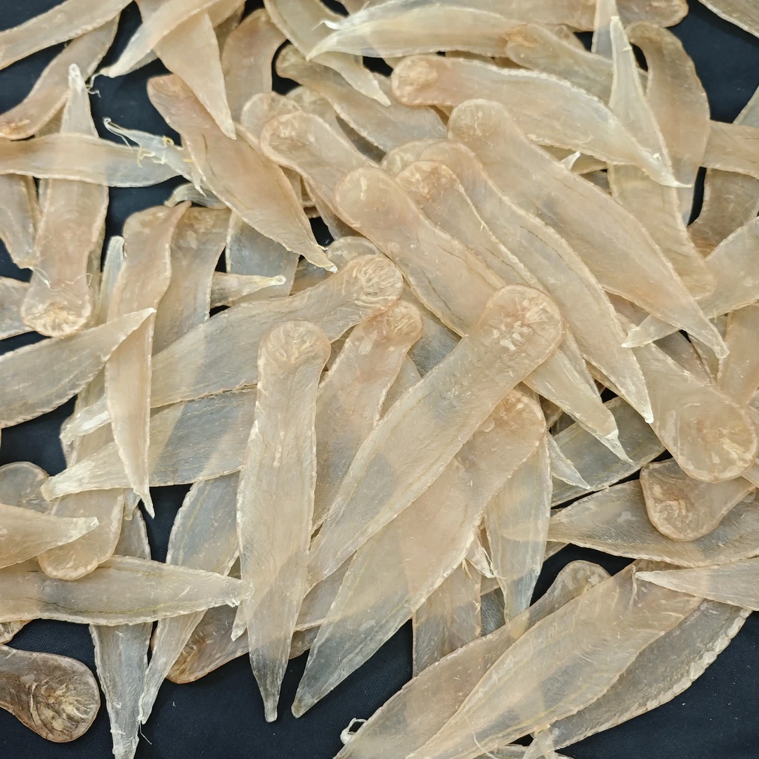 贴肉白花胶 肉质细腻 深海白花胶 低腥味 日常滋补 直播间为准