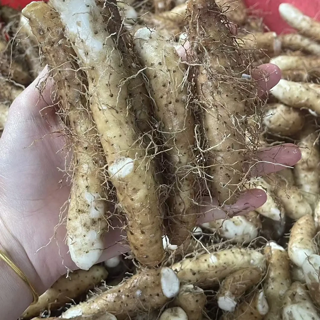 潮汕特产新鲜姜薯产地直发可煲汤泡酒炖肉甜汤粉糯爽口养胃