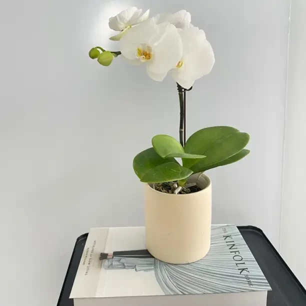 [大白v3]白色蝴蝶兰