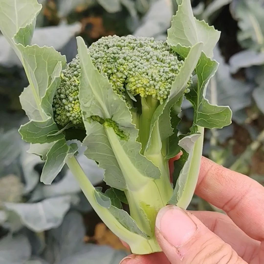 西兰苔/湖南大山里农家自种/时令蔬菜口感鲜嫩清甜