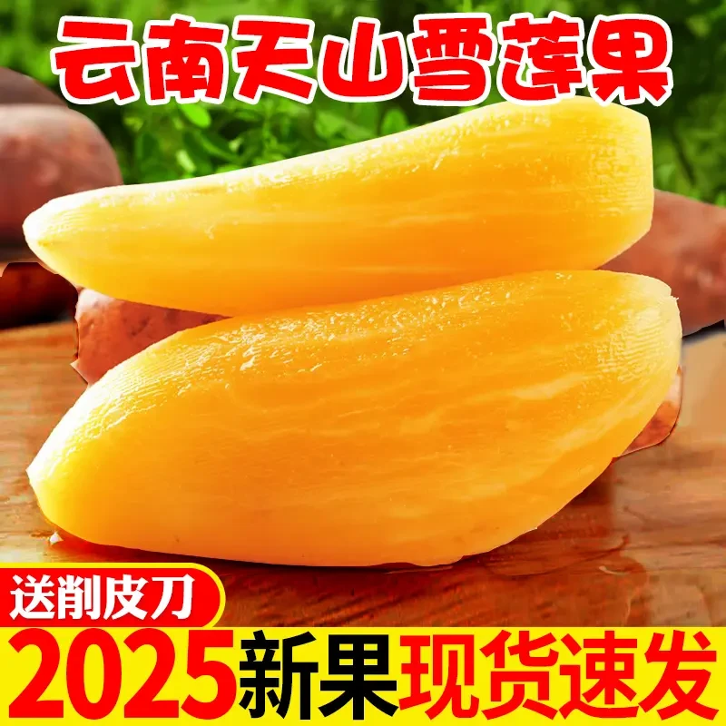 云南天山雪莲果清甜可口果农应季新鲜现挖产地直发整箱包邮