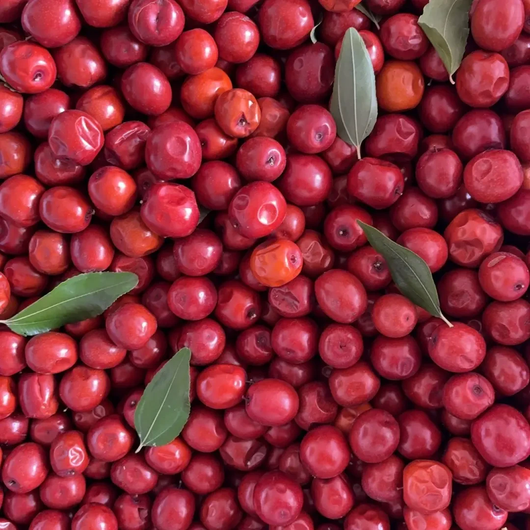 辽宁朝阳酸枣软糯酸甜树熟口感孕妇解馋佳选