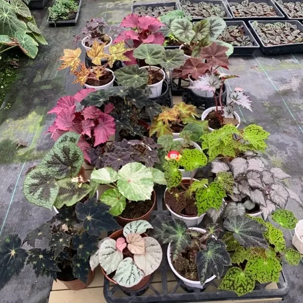 秋海棠系列链接1