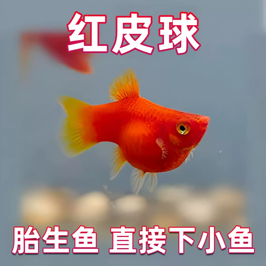 【真红皮球】红皮球红太阳玛丽鱼小型观赏鱼苗胎生热带鱼新手好养鱼