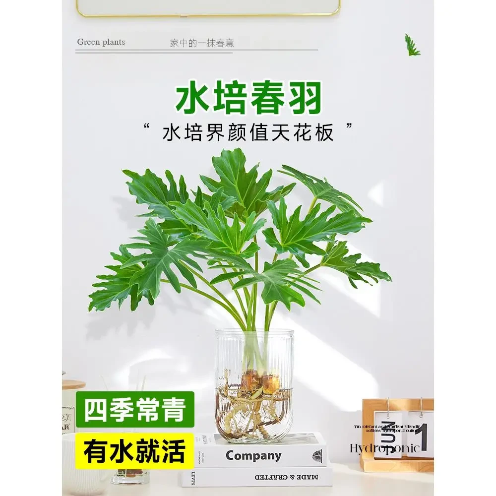 水培植物春羽盆栽龙鳞大叶老桩室内办公室桌面观叶绿植四季好养活