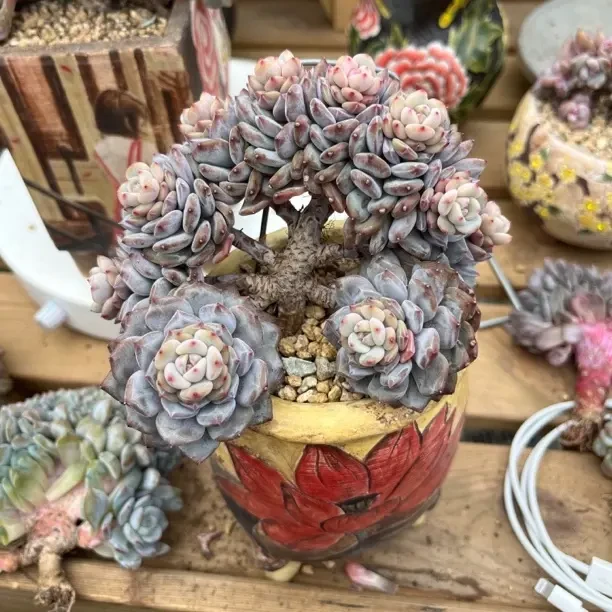 精品多肉植物好养易活适合阳台净化空气