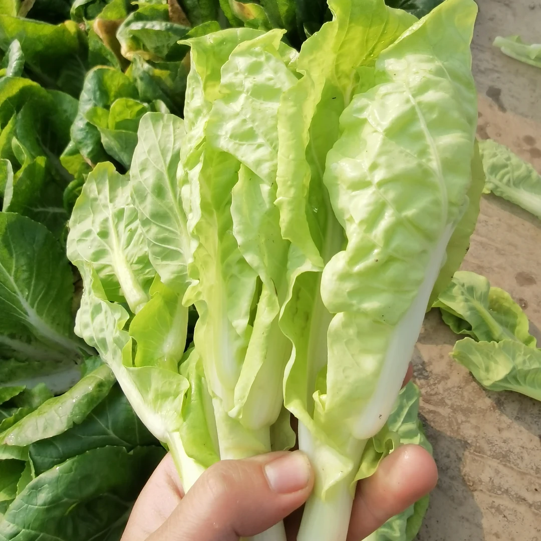 现摘新鲜白菜苔甜嫩可口当季蔬菜