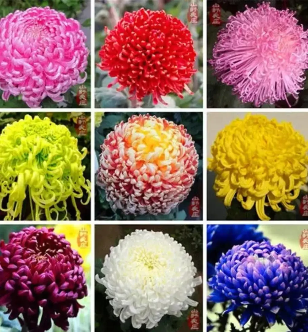 重瓣菊花浓香耐寒易活带芽多年生四季开花阳台庭院