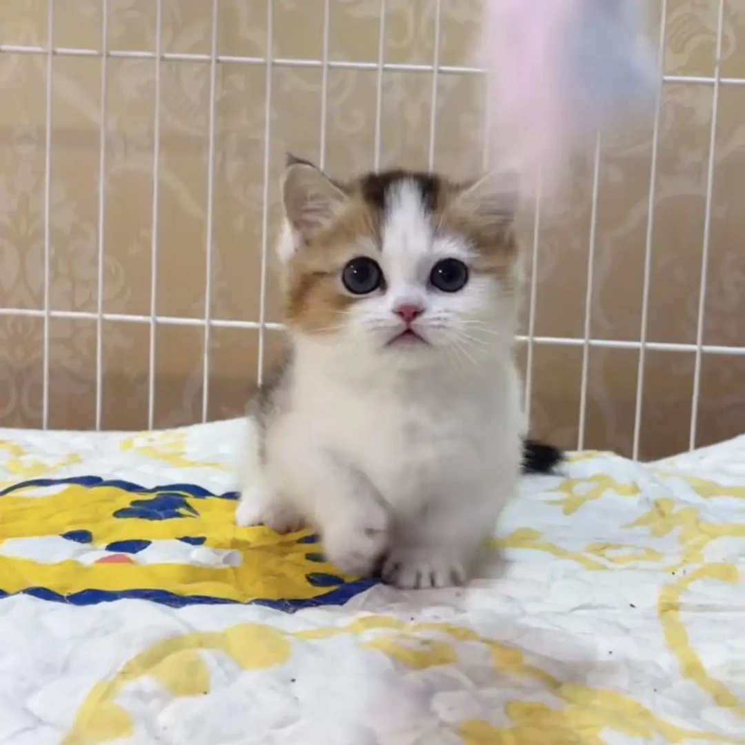 金加白矮脚弟弟曼基康纯种宠物幼猫新手养猫生日礼物宠物猫购买