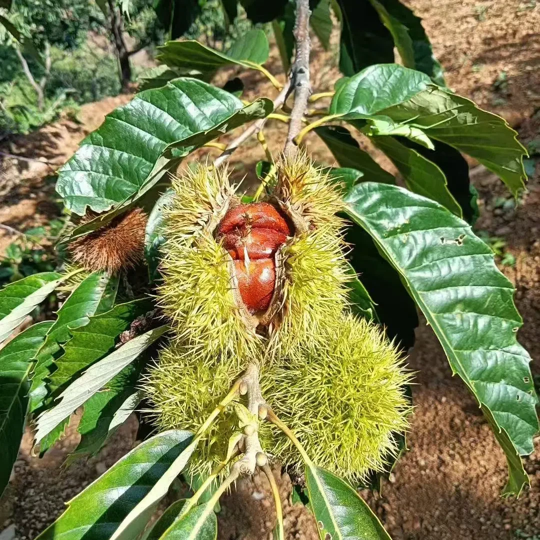 河北迁西新鲜现摘 野生高山油栗 正宗香甜可口板栗生鲜