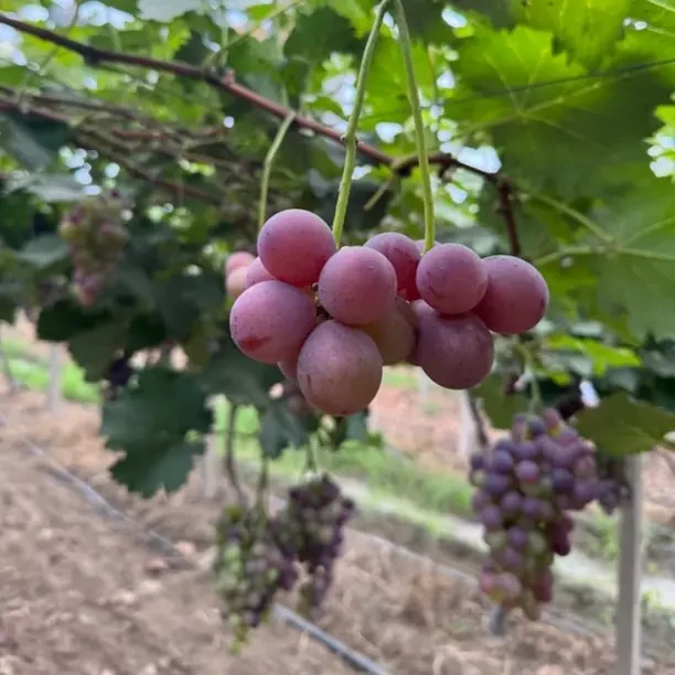 15年老树小灯笼葡萄甜口微酸新鲜现摘