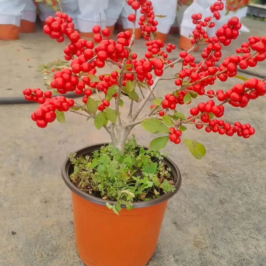 北美冬青盆栽树苗庭院耐寒观赏花卉带果原土发货
