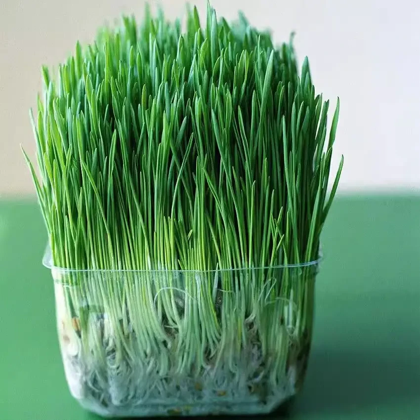 猫草籽新鲜种子小麦草种大麦种燕麦苗水培芽苗菜薄荷草种盆栽种植