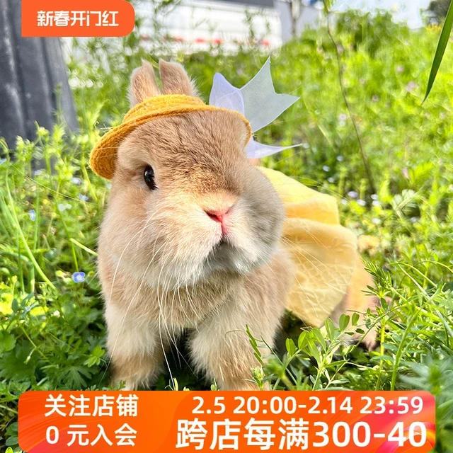 可爱风宠物兔垂耳兔侏儒兔猫猫兔外出游婚纱夏天裙子牵引绳衣服