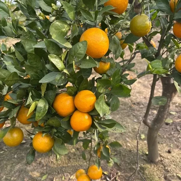 衡阳本地直发新鲜应季水果皇帝柑香甜爆汁现摘现发坏果包赔