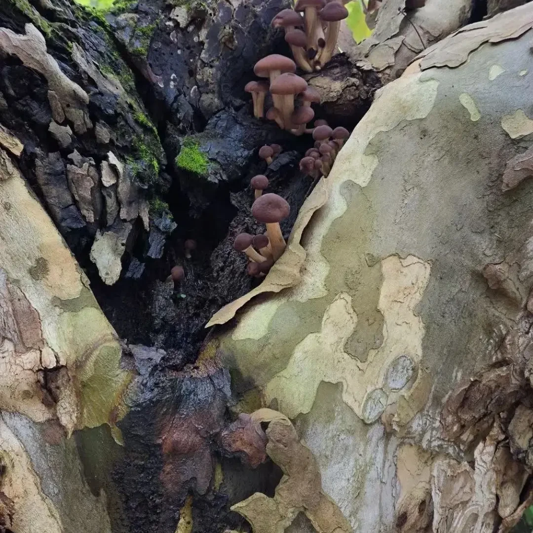 正宗农家茶树菇当季新货脆嫩鲜香适合煲汤