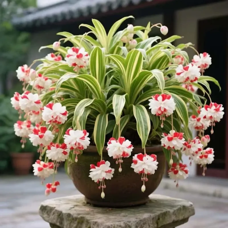 四季开花浓香金心金边大花型吊兰阳台驱蚊耐寒热好养盆栽花卉绿植