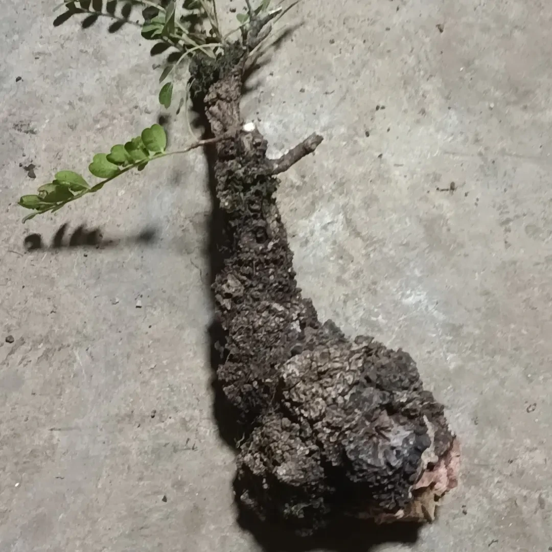 树萝卜吊金钟室内熟桩老桩盆景适合客厅摆放