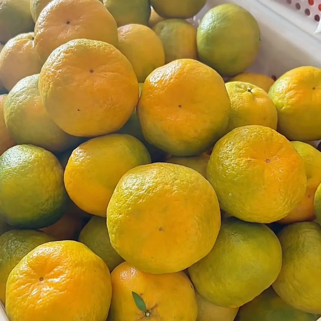 福建漳州本地芦柑