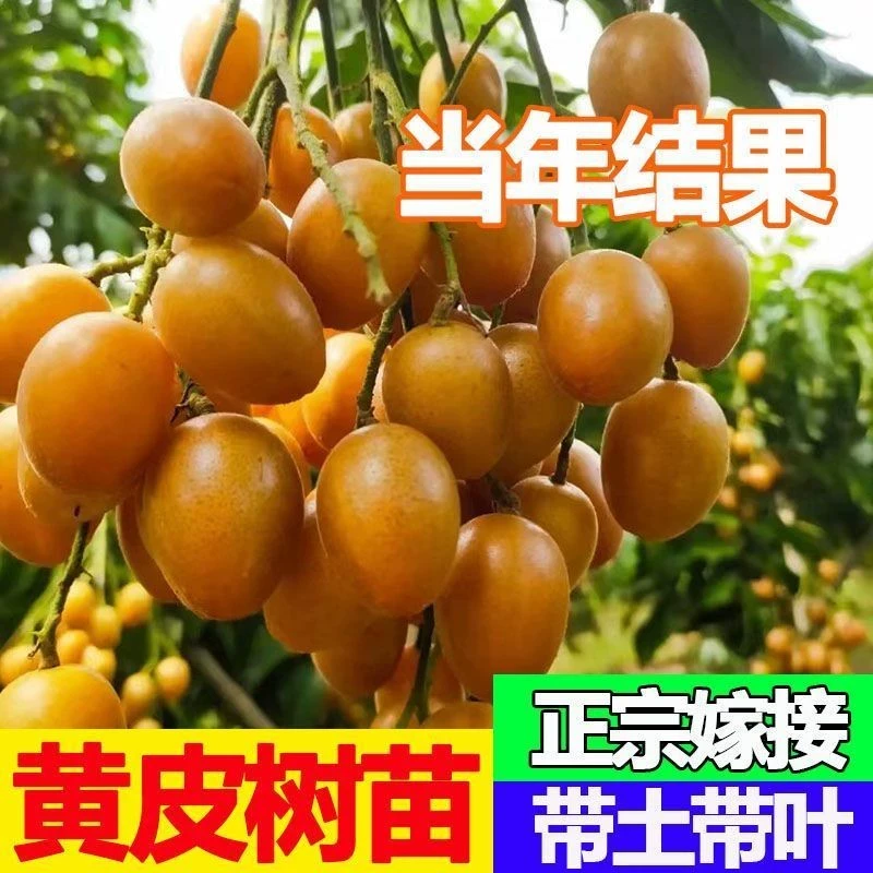 黄皮树苗大鸡心贵妃黑皮无核紫肉冰糖正品嫁接果苗四季盆地栽