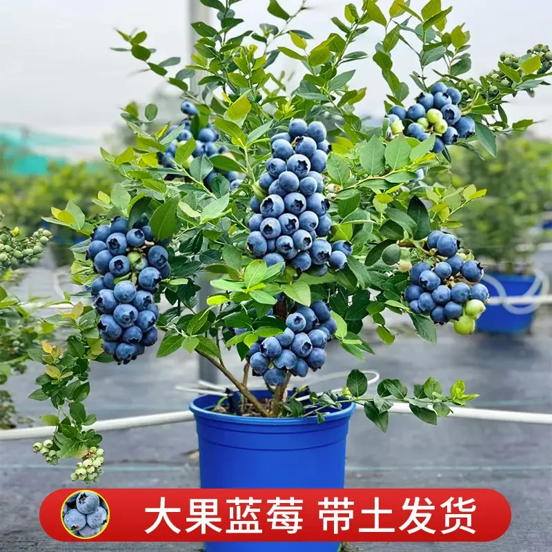 【买一送一】蓝莓盆栽蓝莓果盆栽带花苞南北方种植耐寒好养