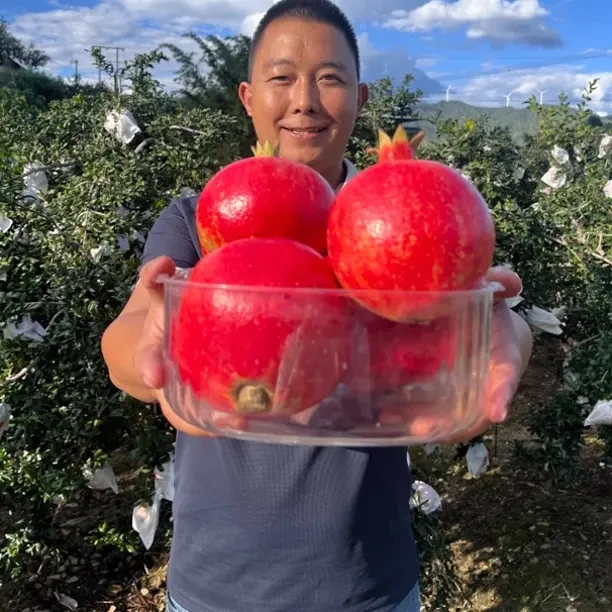 攀枝花黑籽酸石榴鸽血酸石榴泡酒专用酵素果酒果汁孕妇水果很酸