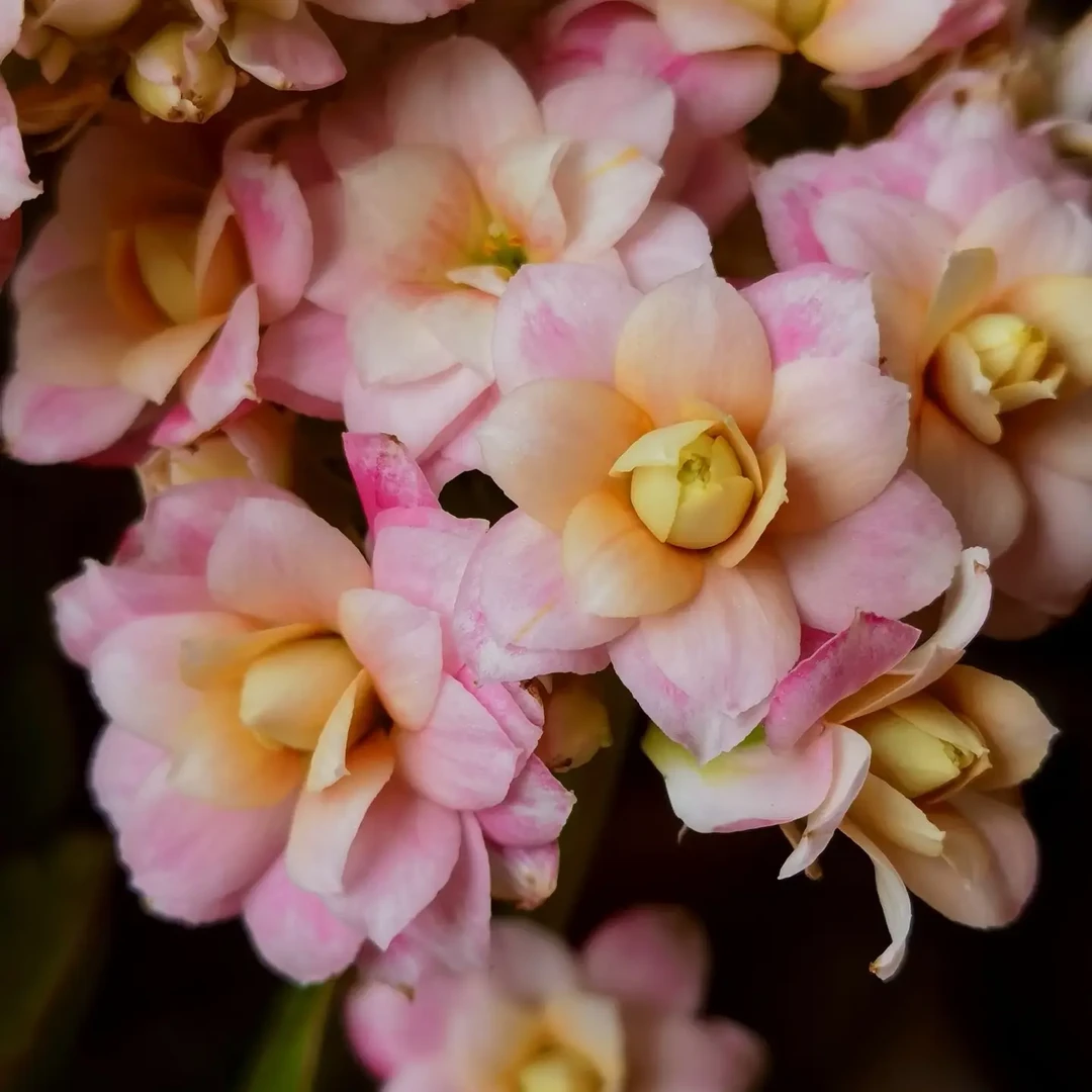 长寿花【雅典娜】110盆花苞发货