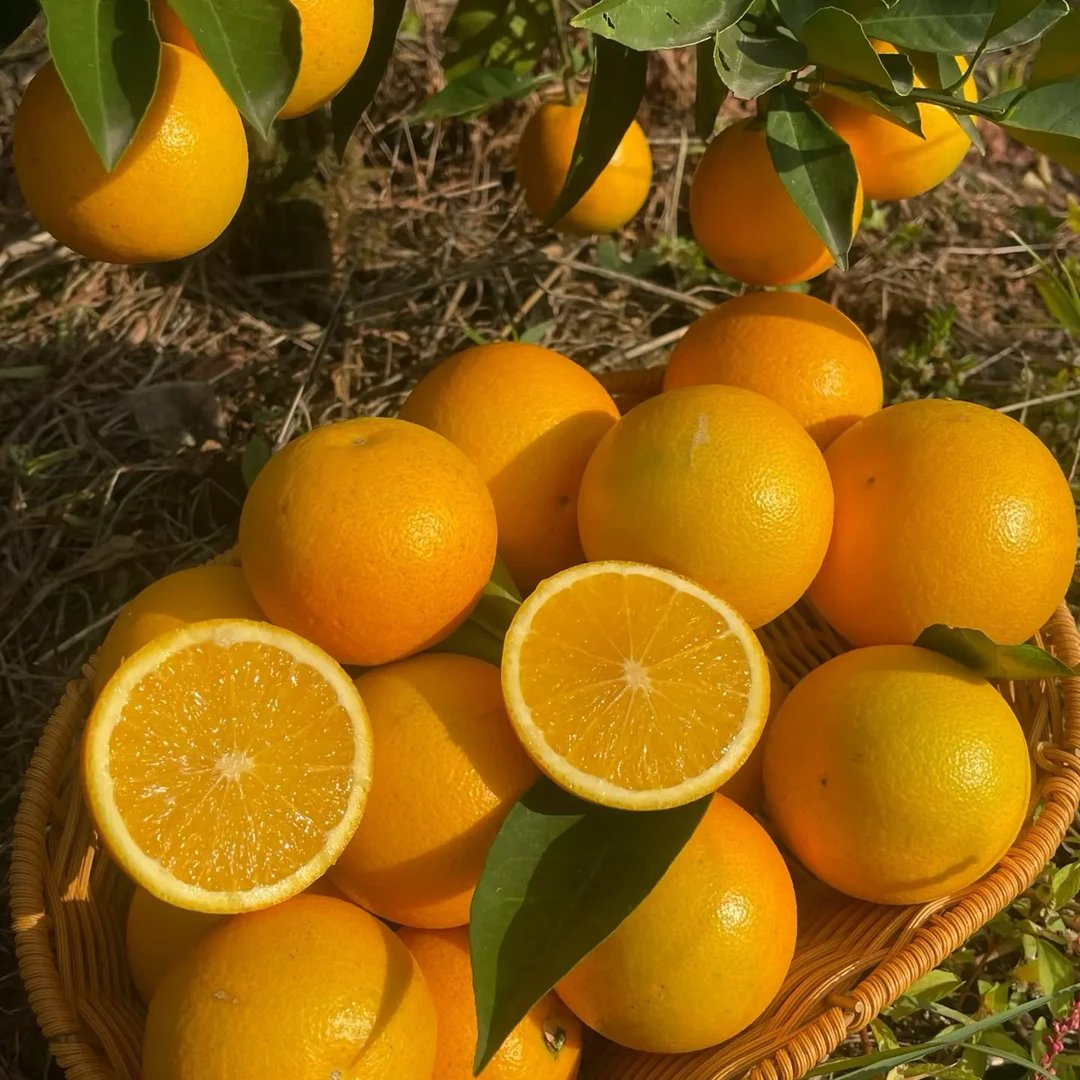 正宗湖南麻阳锦蜜甜橙冰糖橙产地直发爆甜多汁