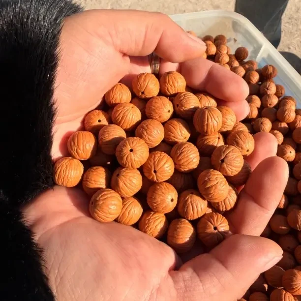 猴头凤羽散籽30粒