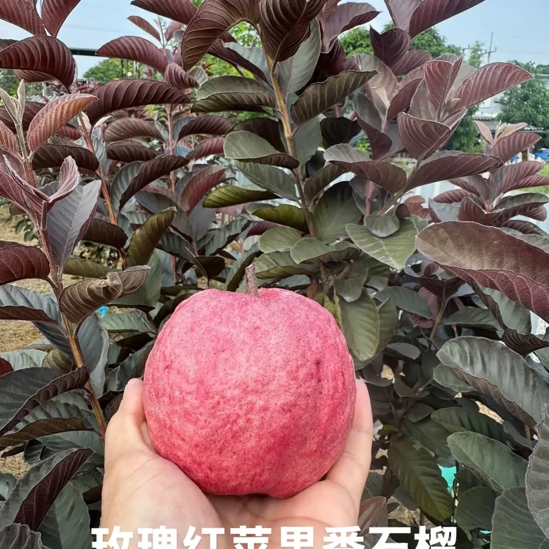 泰国苹果红番石榴苗脆甜多汁薄皮无渣核小肉厚红叶番石榴苗水果苗
