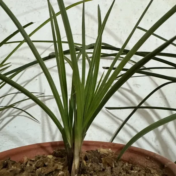 浓香型好养易活兰花 花卉绿植（包邮 直播间所见即所得）