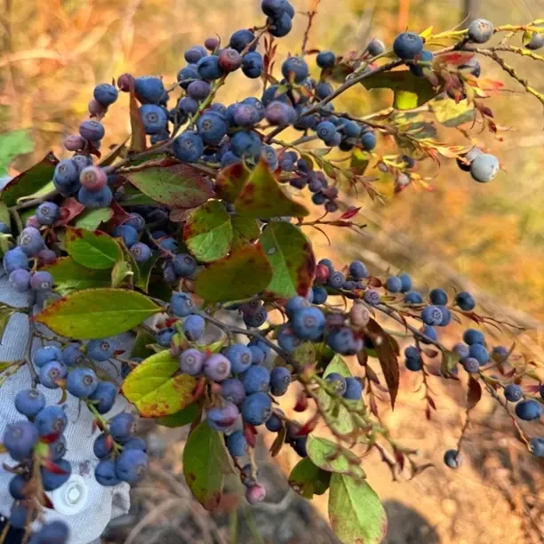 高山稀有野生蓝莓乌饭果子
