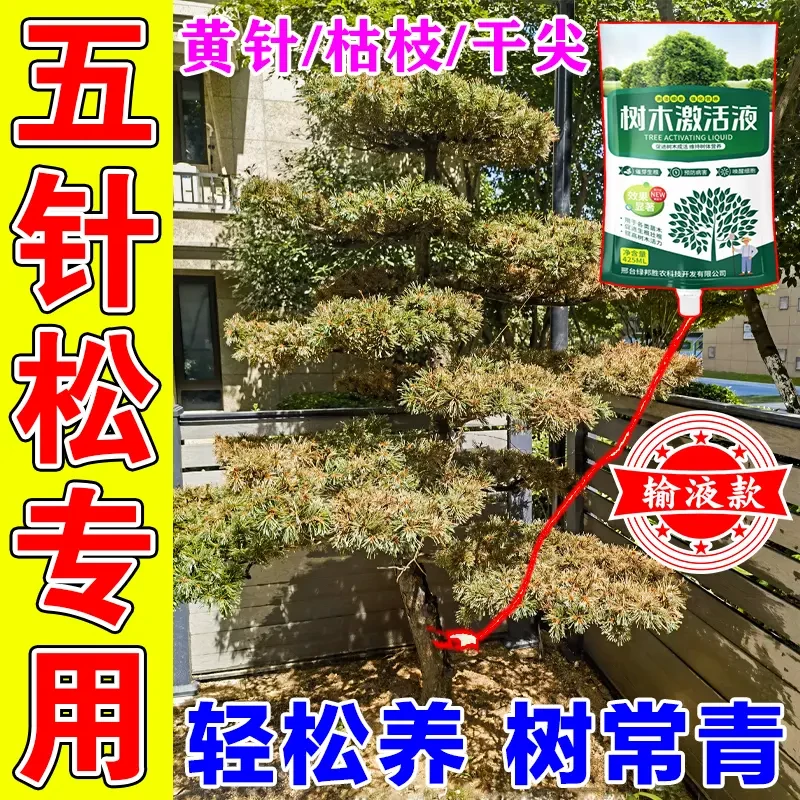 五针松专用营养液黄叶吊针液五针松罗汉松黑松枯叶赤落黄叶肥料C