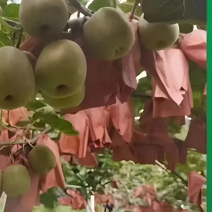 包得吃贵州六盘水红心猕猴桃当季新鲜水果香甜陕西徐香正宗猕猴桃