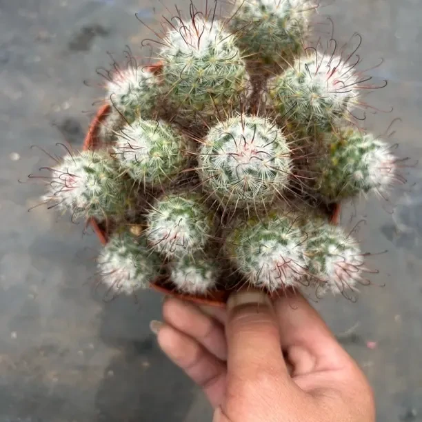 丰明玉仙人球一物一拍好养开花防辐射小盆栽