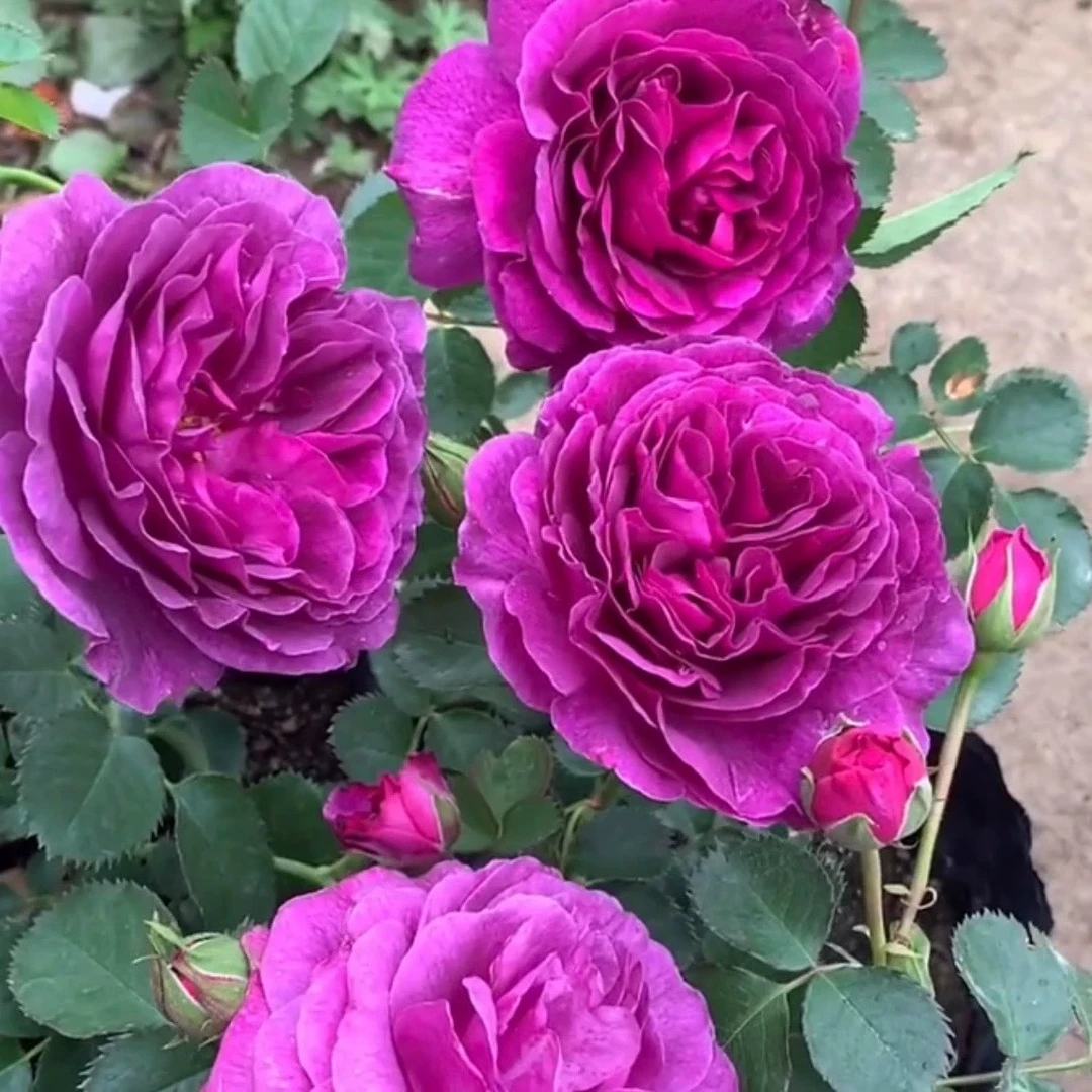 比利时月季花大苗盆栽蓝紫色大花浓香玫瑰阳台花园花卉绿植密涅瓦