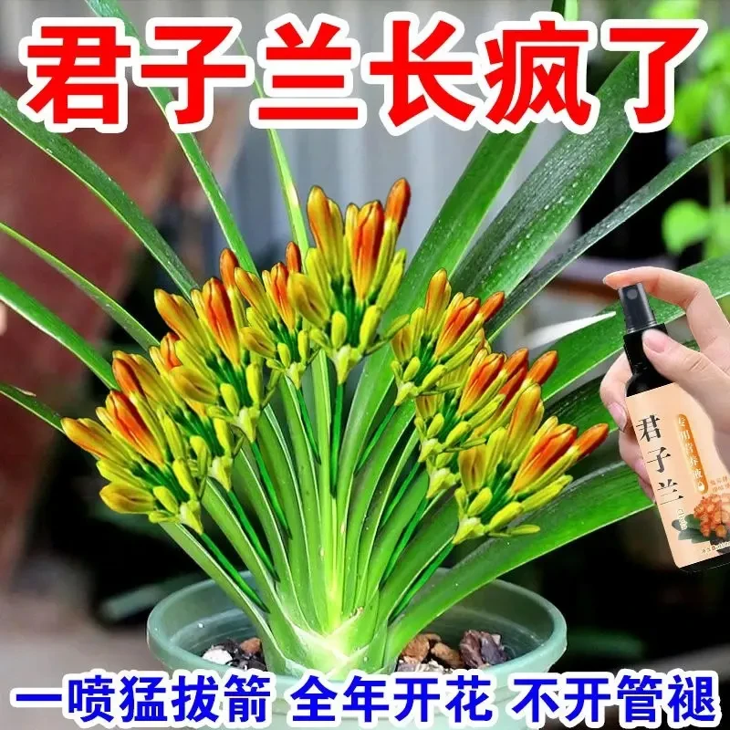 专治不开花】君子兰快速拔箭授粉专用营养液催箭促花防黄叶不对称