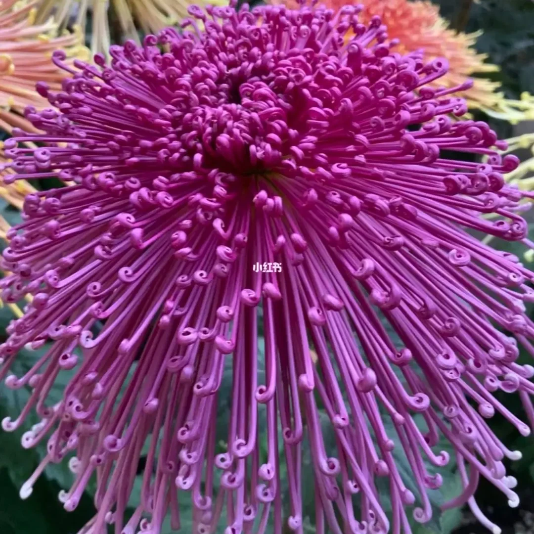 【泉乡烈火】大花富贵菊 九月大菊盆栽开花好看