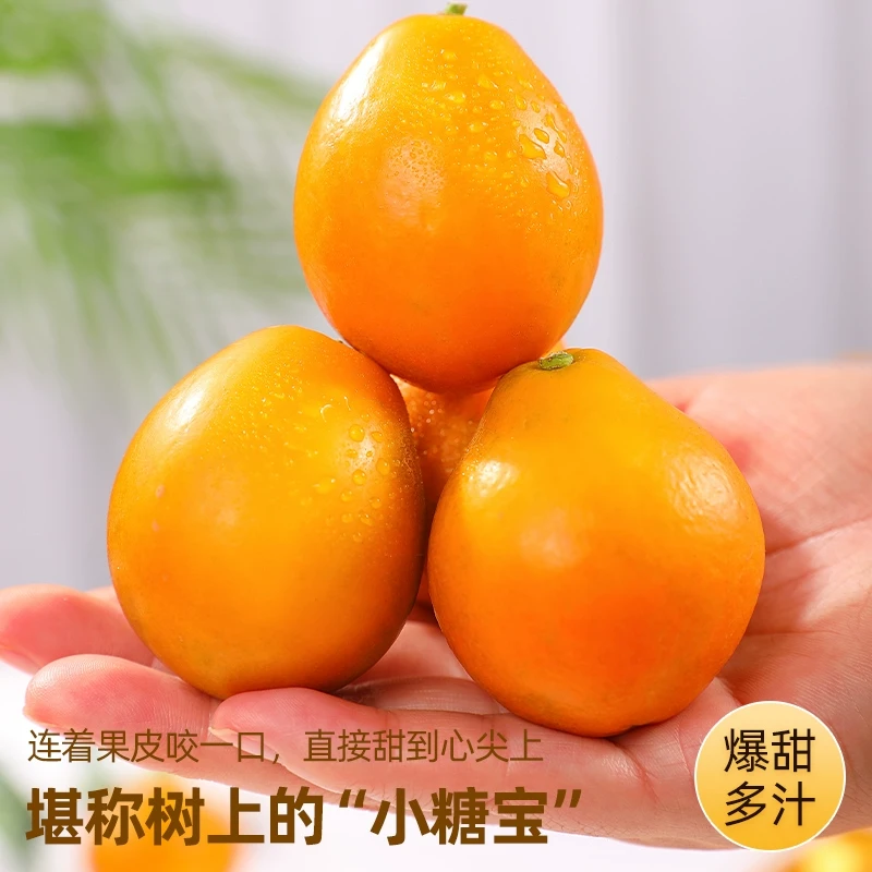 【京东专送】融安脆蜜金柑礼盒装